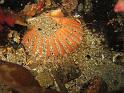 coquille st jacques - Pecten maximus